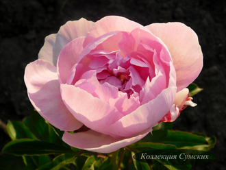 Пион Orchid Anne (Орхид Энн)