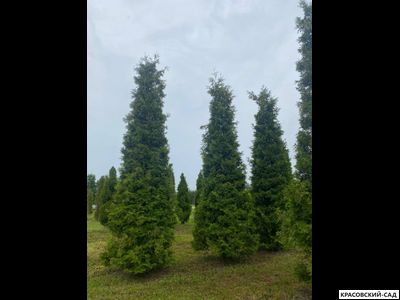Туя Брабант 5 метров