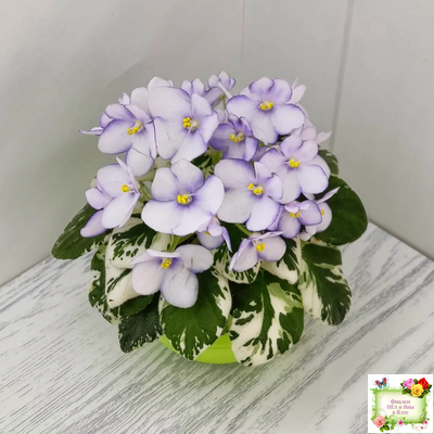 Н-Горный Воздух (Н. Бердникова) 2018