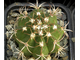Melocactus matanzanus (D=35mm)