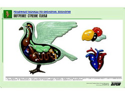 Рельефная таблица "Внутреннее строение голубя" (формат А1, матовое ламинир.)