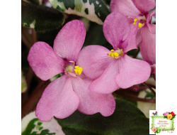 Mac's 1306-2 (G.McDonald) трейлер