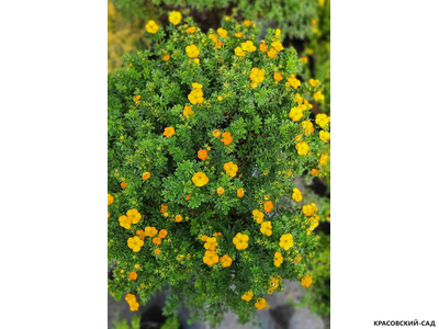 Лапчатка кустарниковая Манго Танго Купить Саженцы в Москве