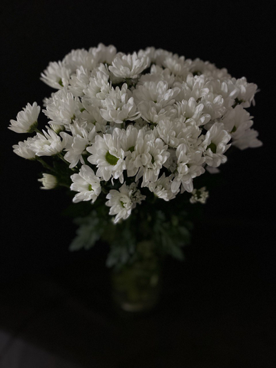 Хризантема ромашка белая 9 шт