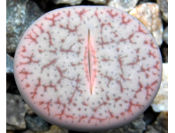 Lithops pseudotruncatella v. riehmerae (syn.edithiae) C097 (MG) - 10 семян