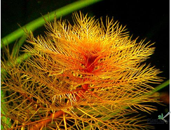 Перистолистник красный (пучок)