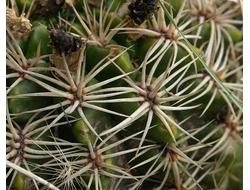 Gymnocalycium achirasense ssp.echinatum VG-004 - 5 семян