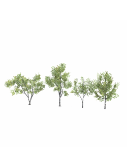 лиственные Деревья Conocarpus 03