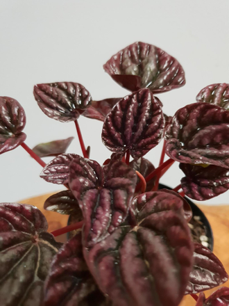 Peperomia caperata Schumi red