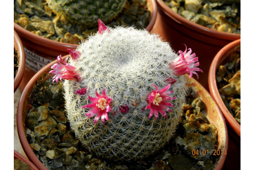 Mammillaria lanata