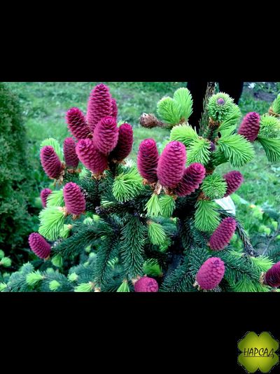 Ель Акрокона (Европейская) (красива и выделяет полезные фитонциды) (3 м)