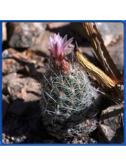 Escobaria strobiliformis