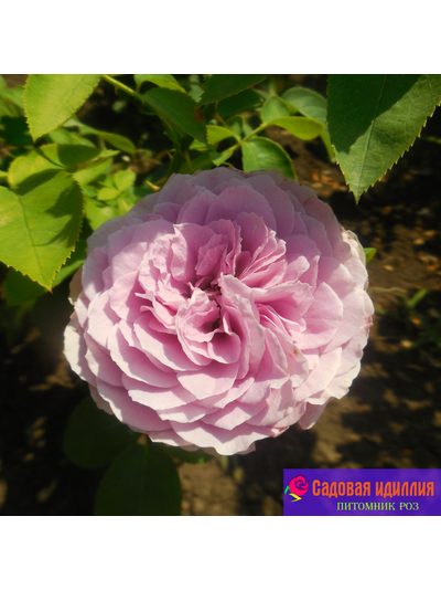 Лавендер айс (Lavender Ice)