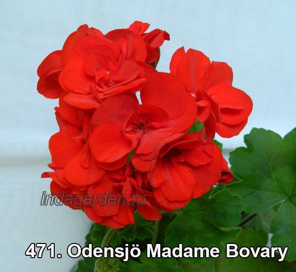 пеларгония Odensjö Madame Bovary 