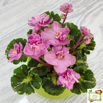 Snuggles Little Girl (S. Sorano) (пестролистный гёрл)