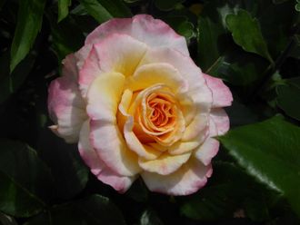 Акварель (Aquarell) роза