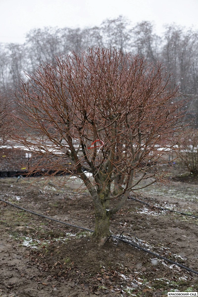 Топиар Липа мелколистная в форме шара