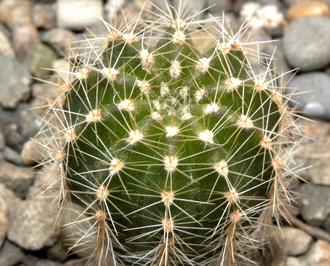 Echinopsis ‘Competitor's Tears’ x ‘Doris’ (D=20-25mm)