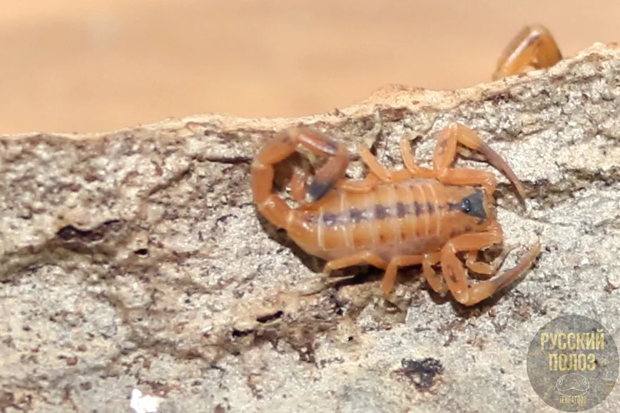 Скорпион Титус стигмурус, Тityus stigmurus