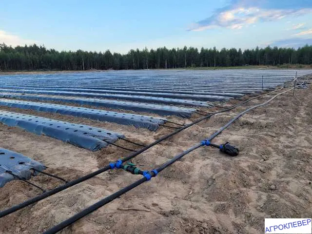 Клубника 3Га