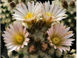 Pediocactus (Педиокактус)