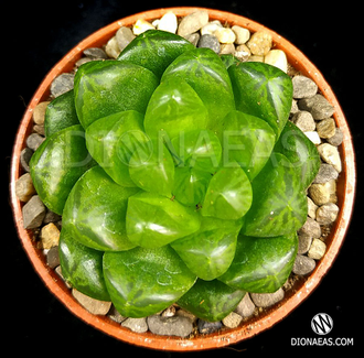 Haworthia cooperi Obtusa