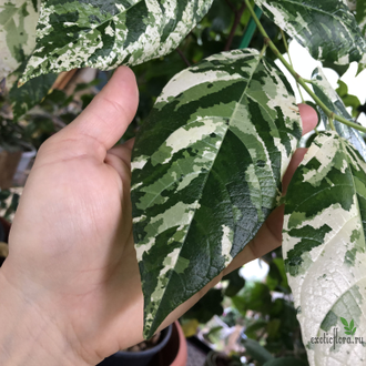 Ficus Erecta variegata / фикус эректа вариегатный