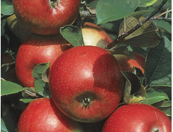 Фридом (яблоня)