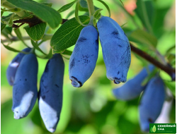 ЖИМОЛОСТЬ РОССИЙСКАЯ СЕЛЕКЦИЯ