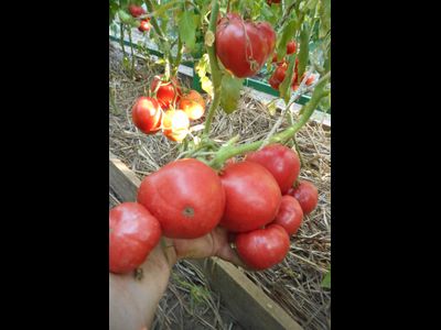 Томат Японка