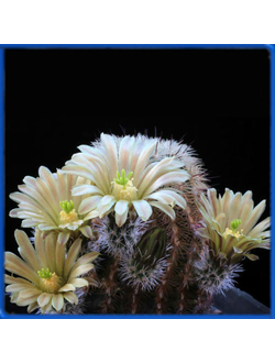 Echinocereus chloranthus SB 1476