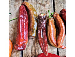 Перец сладкий Палермо шоколадный (Palermo Сhocolony, Италия)