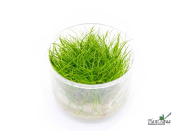 Элеохарис парвула (меристемный) АЗИЯ