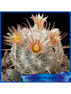 Mammillaria stella-de-tacubaya