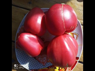 Томат Рабочий выпуск пасты (Work Release Paste)