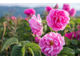 Гидролат Роза Дамасская (Rosa Damascena) лепестки 100 мл