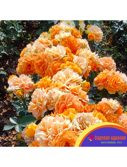 Гольдэльзе (Goldelse)