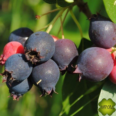 Ирга "Мандам" (очень крупная, морозостойкая) (саженец 50-60 см, привитый)