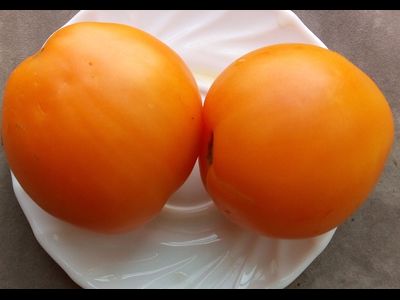 Томат Верна оранжевая