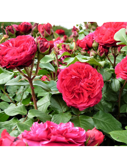 Ред Леонардо Да Винчи (Red Leonardo da Vinci)