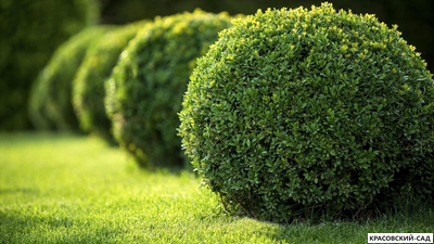 Самшит - Buxus