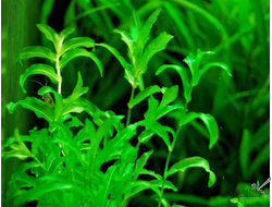 Рдест перфолиатус (ветка)