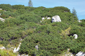 Кедровый стланик (Pinus pumila) 10 мл - 100% натуральное эфирное масло