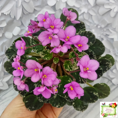 Snuggle Bear (L. Ray)