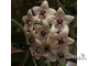 Hoya Gildingii