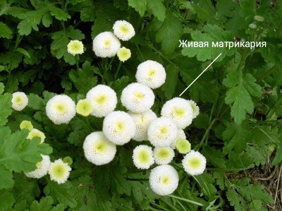 Набор молдов "Матрикария + Снежок + Гипсофила"