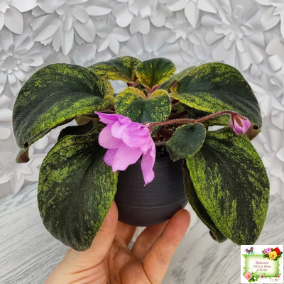 Pink Tulip Gold (японская селекция)