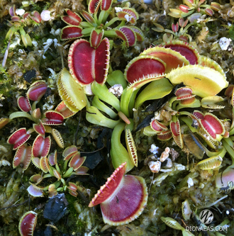 Dionaea muscipula Wiky purple trap