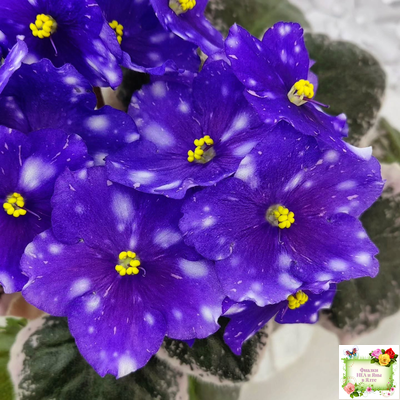 Rivermist Galaxy (J.Baker) (10973) 04/13/2018