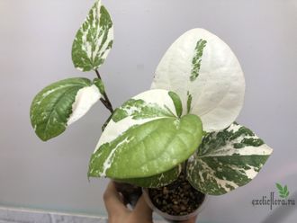 Перчик вариегатный кустовой / Piper sp. white green